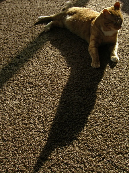 momo's long shadow