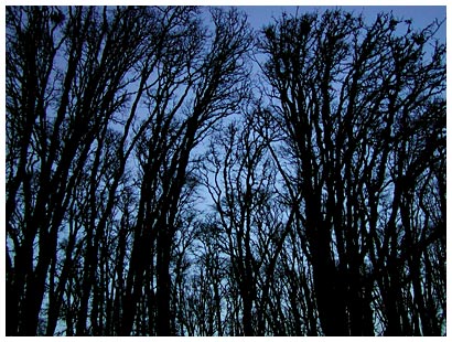 dark trees