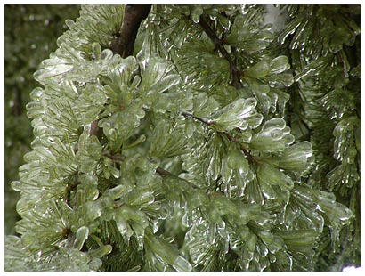 ice plant