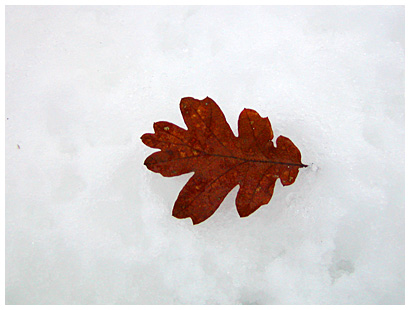 lone leaf