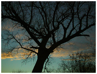 looming tree