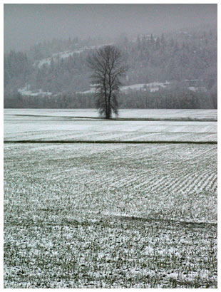 snow tree