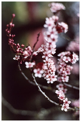 pink tree blooms