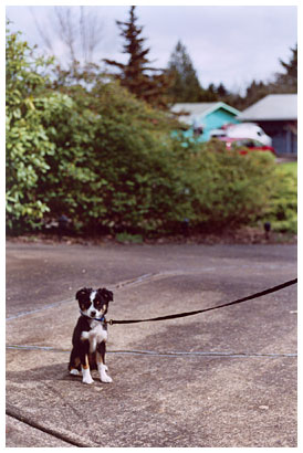 sit. good dog.