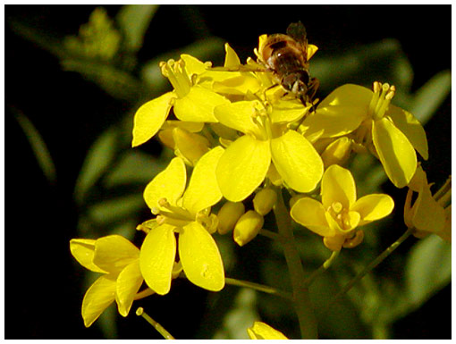 bee on a yellow weed