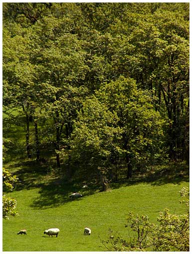 field with sheep