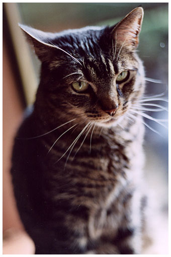 jackie in the window