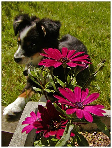 luna and flowers