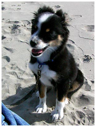 luna at the beach