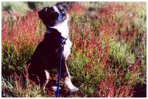 luna in a field