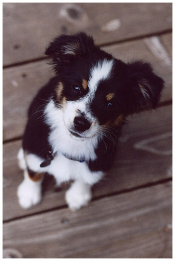 luna on the deck