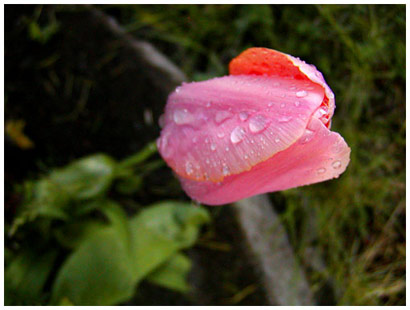 tulip after rain