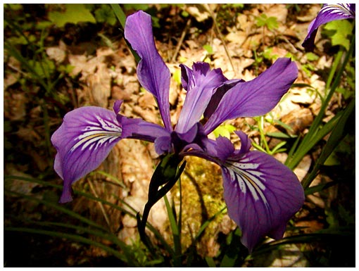 wild iris