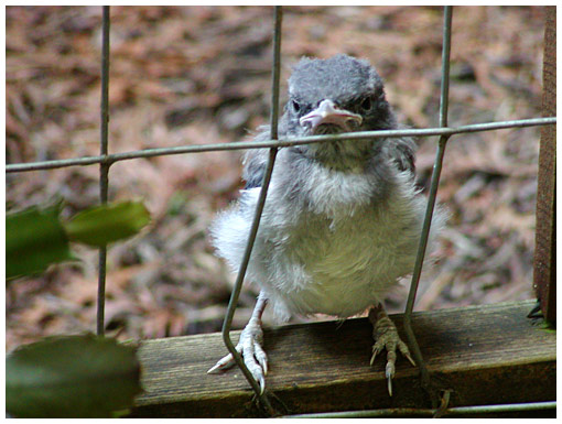 baby scrub jay