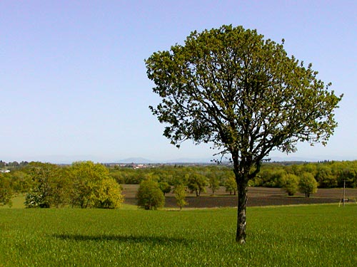 lone tree