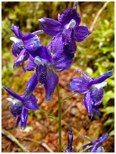 purple wildflowers