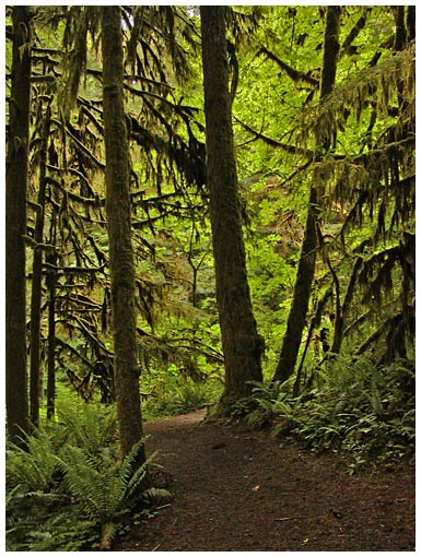 silver falls path