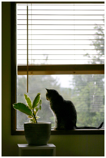 a cat in my office window