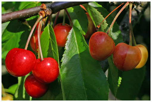 cherries 1