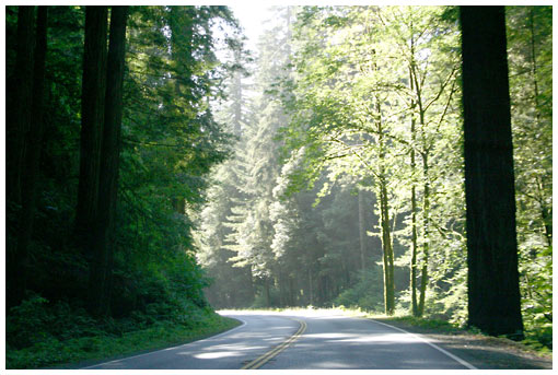 redwood highway