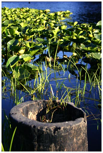 water plants