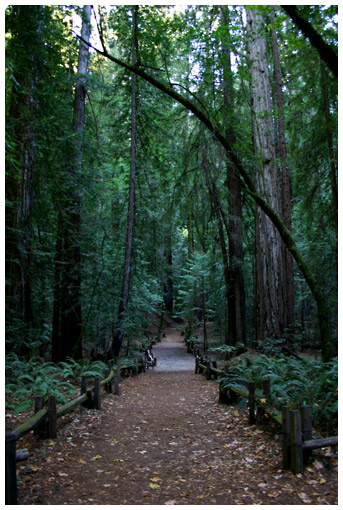 redwood path