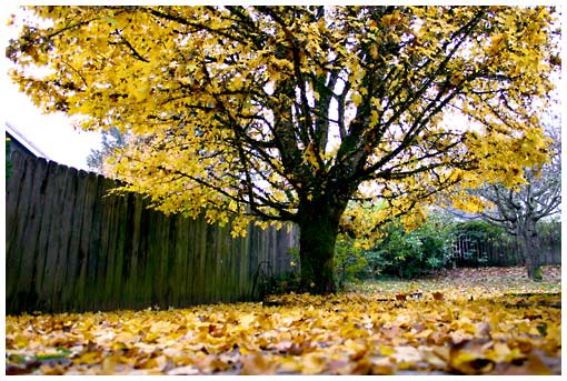 Yellow Leaves