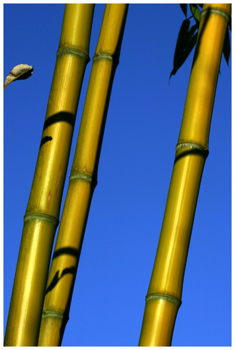 bamboo