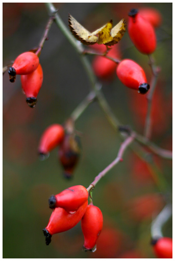 fall, red