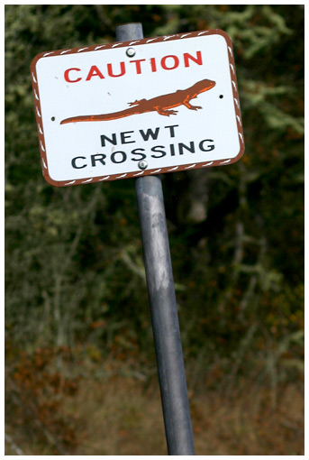 newt crossing