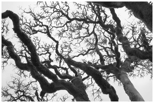 oak capillaries