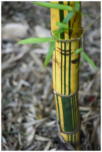 bamboo pattern