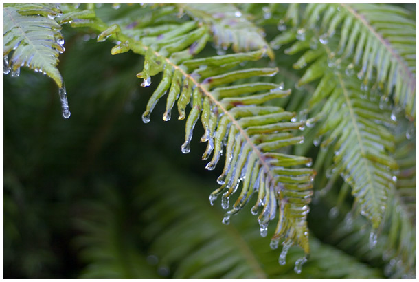 frozen ferns