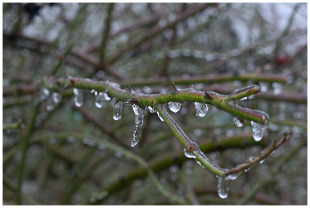 frozen roses