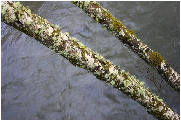 tree across creek