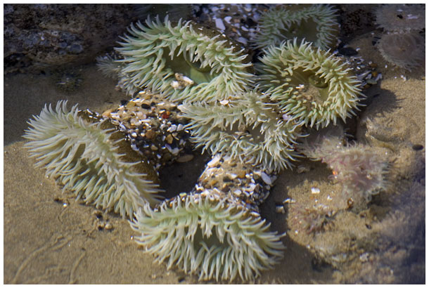 anemones