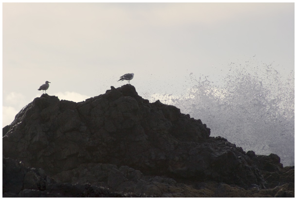 birds and a wave