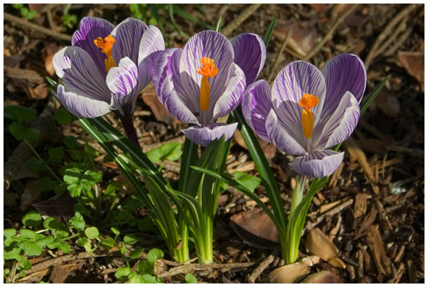 first flowers