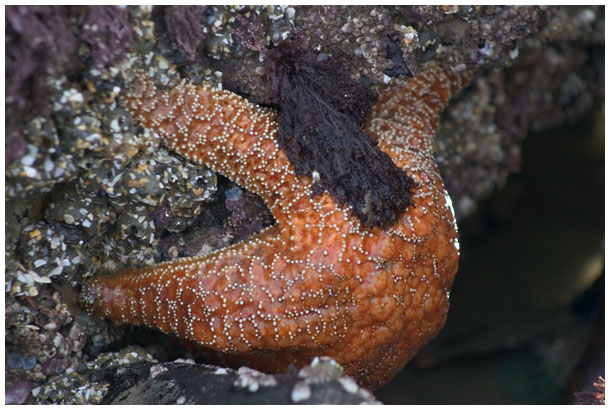 orange starfish