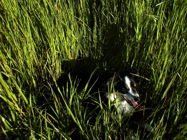 Luna in the grass