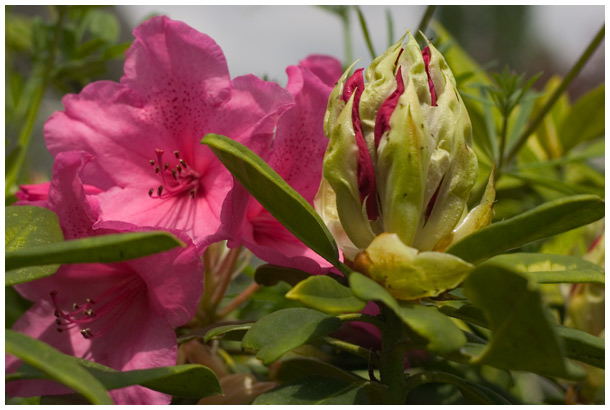 opening rhodie