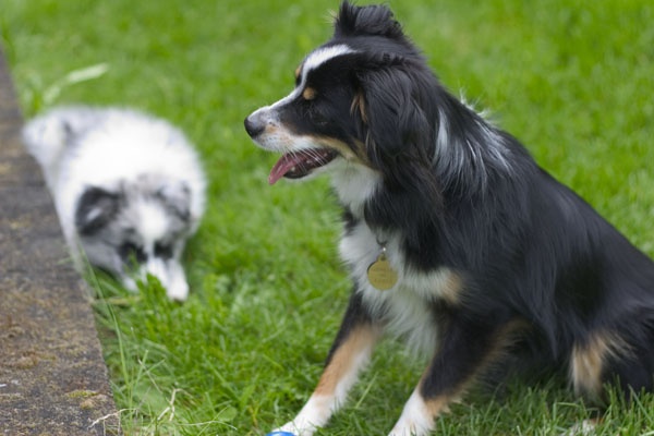 phoebe and luna