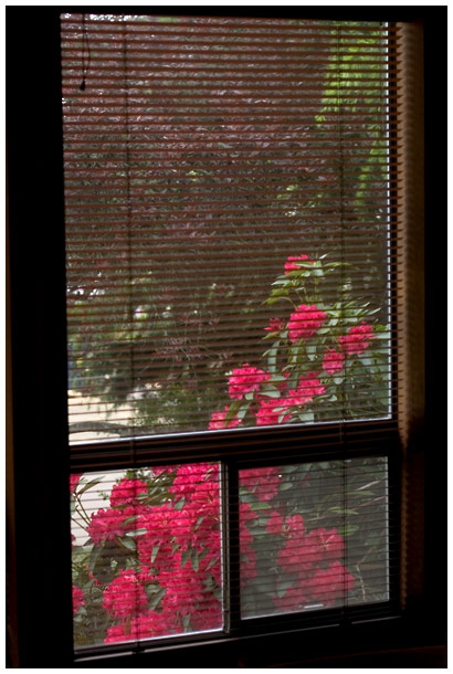 rhodie_window