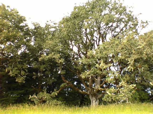 Oak