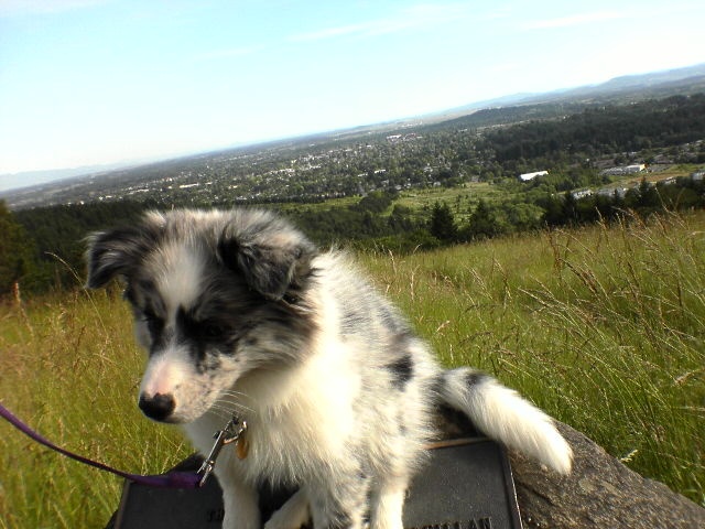 phoebe on a hill