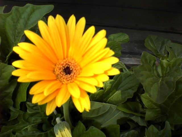 gerbera daisy