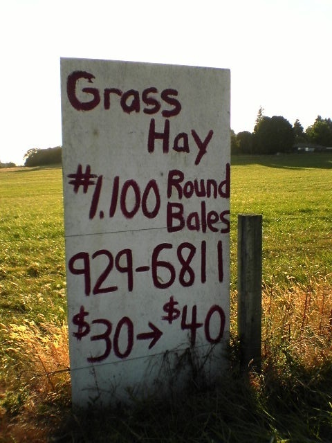 Grass Hay