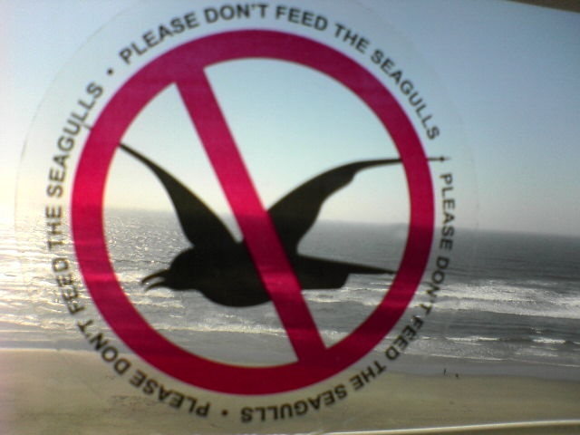 don't feed the seagulls