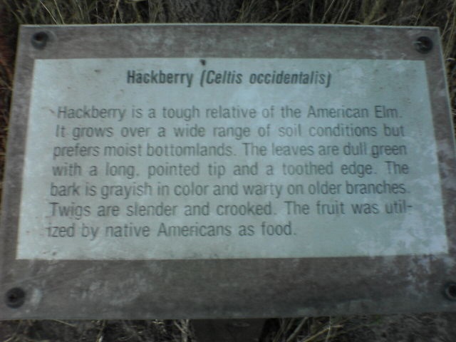 Hackberry