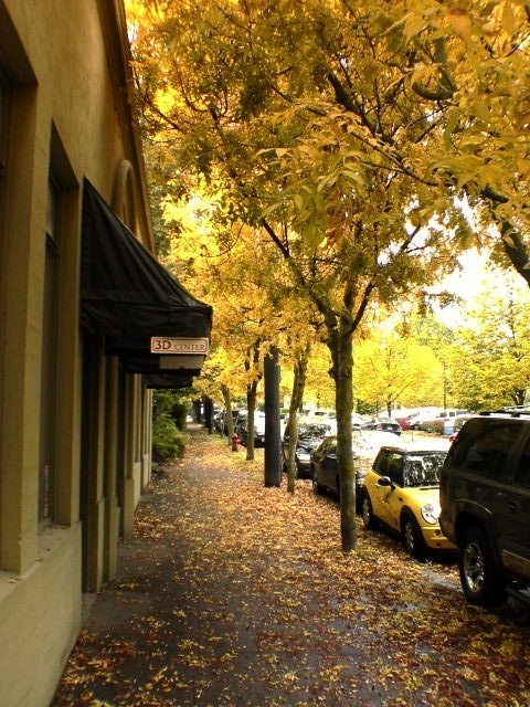 Trees On Lovejoy Street